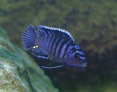 Labidochromis sp. 'gigas pombo' Pombo Rocks